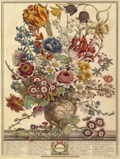 März, aus Zwölf Monate Blumen von Robert Furber, graviert von Henry Fletcher von Pieter after Casteels